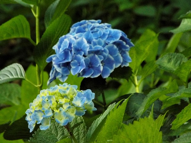 DSCF0653