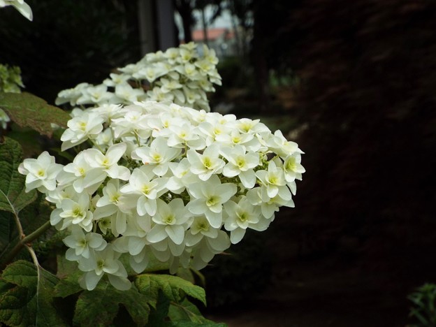 DSCF0022