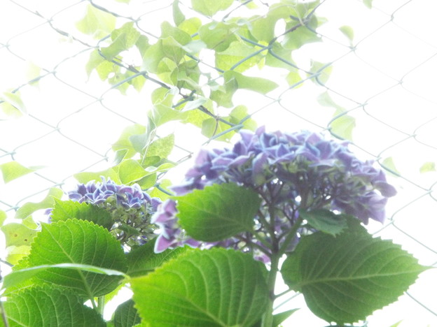 DSCF1195