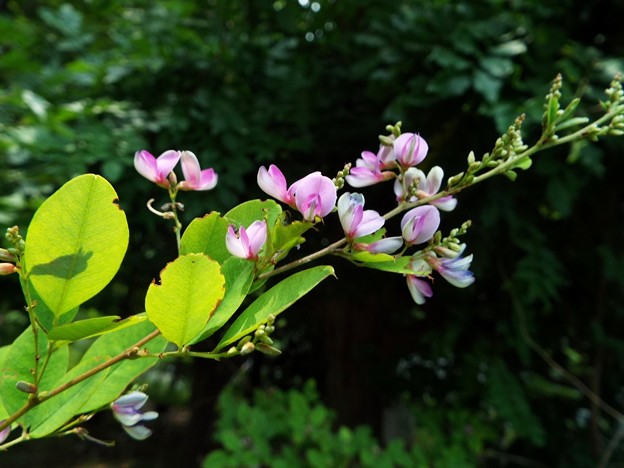DSCF0002