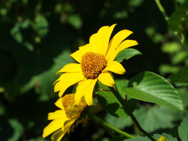 DSCF0217