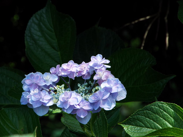 DSCF0085