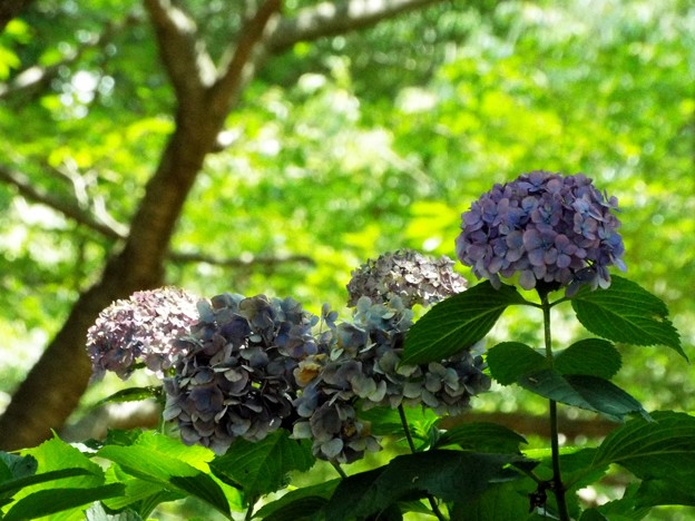 DSCF0112