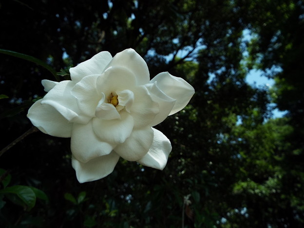 DSCF0115