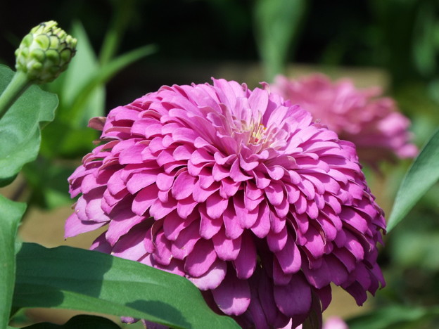 DSCF0398