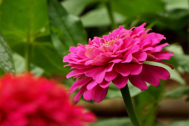 DSCF0286