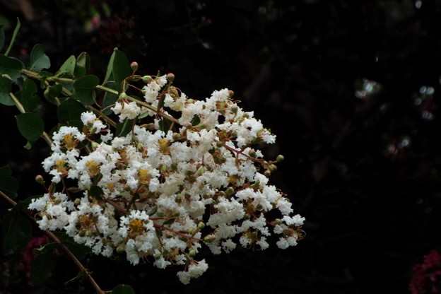 DSCF0169