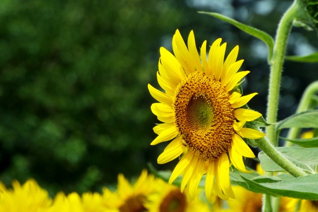 DSCF0304