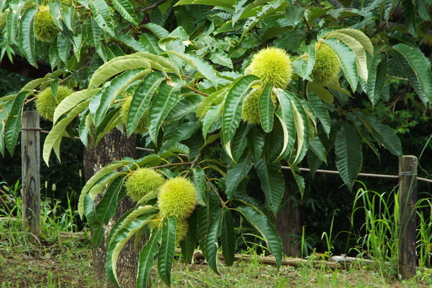 DSCF0460