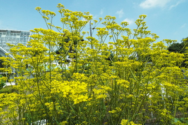 DSCF0274
