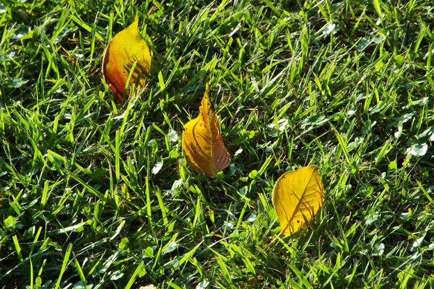 DSCF0440