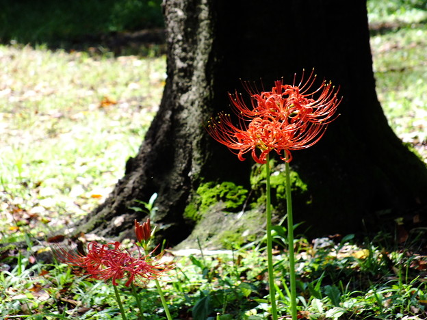 DSCF0096