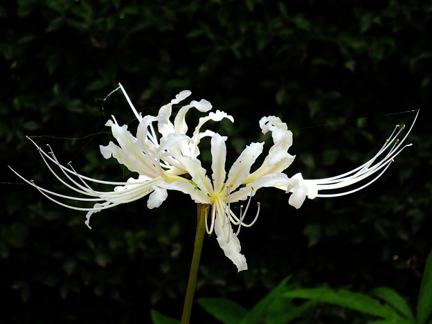 DSCF0196