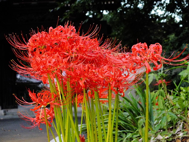 DSCF0224