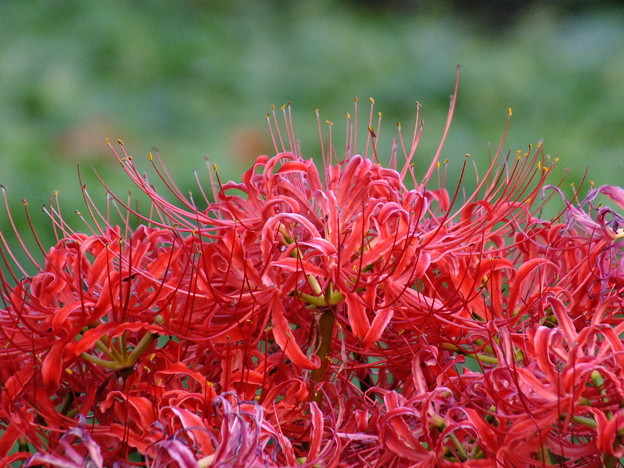 DSCF0656