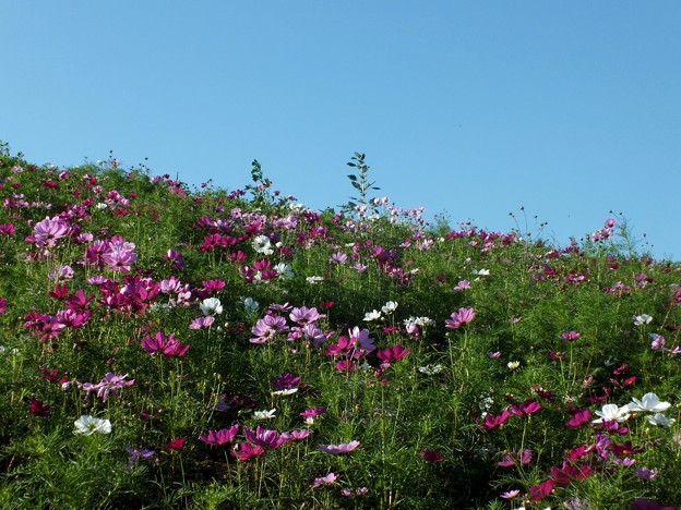 DSCF0693