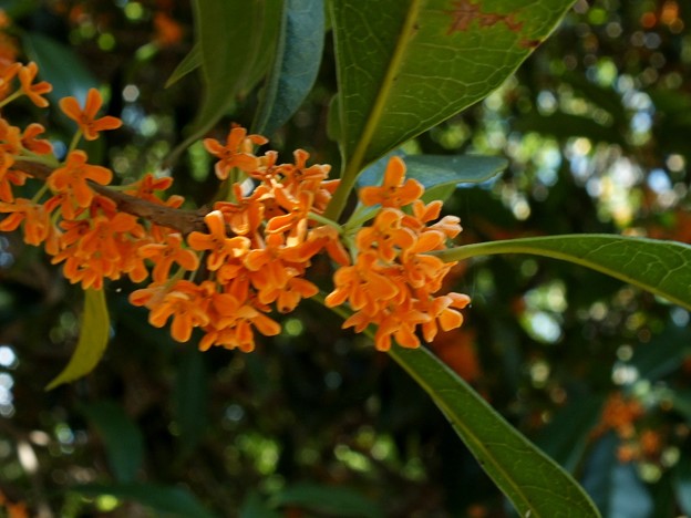DSCF0279