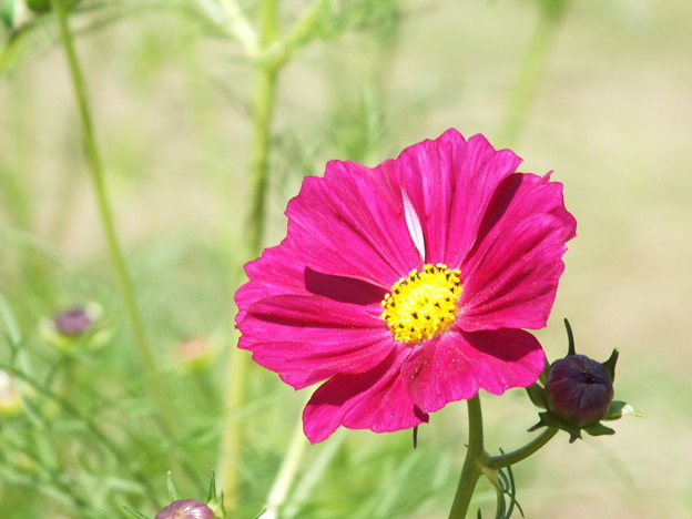 DSCF0250