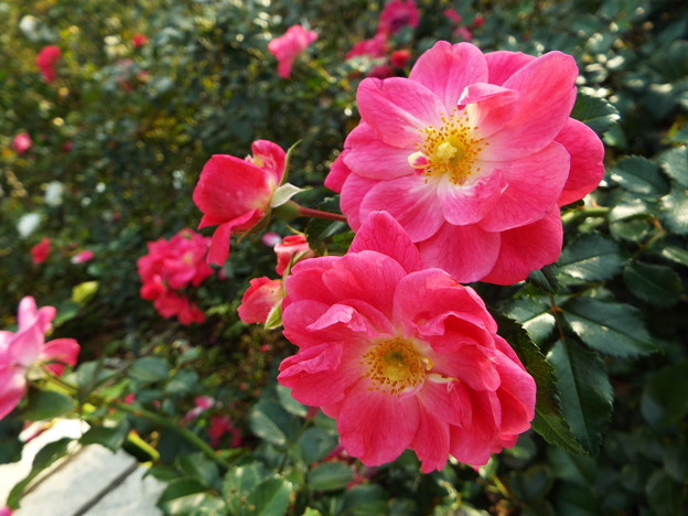 DSCF0431