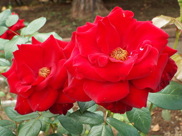 DSCF0481