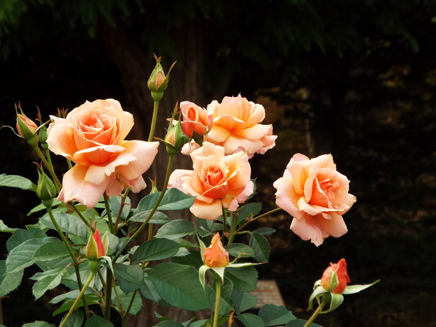 DSCF0499