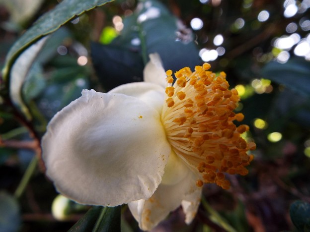 DSCF0057