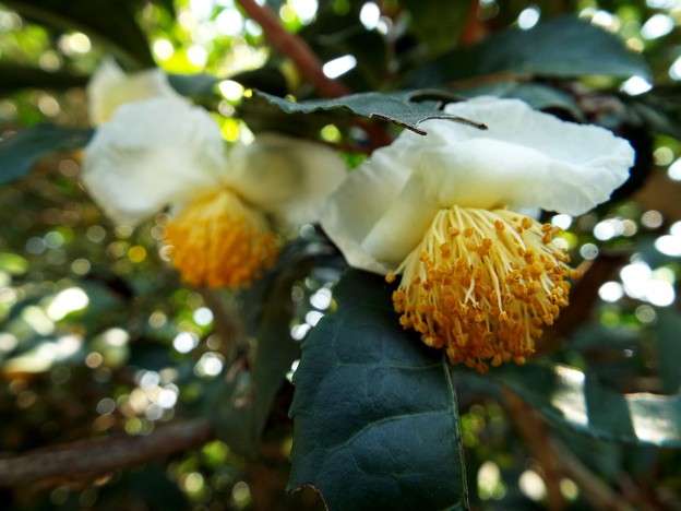 DSCF0054