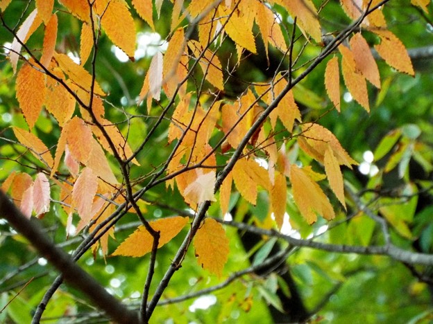 DSCF0666