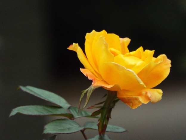 DSCF0632
