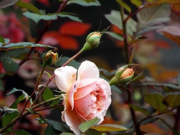 DSCF0633