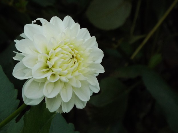 DSCF0615