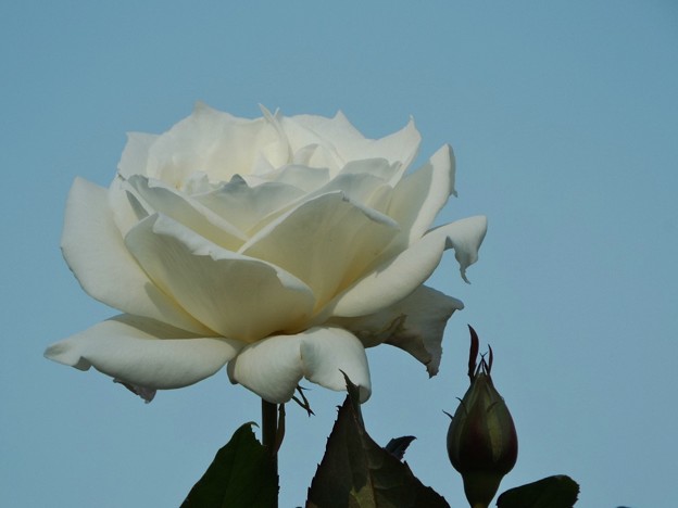DSCF0365