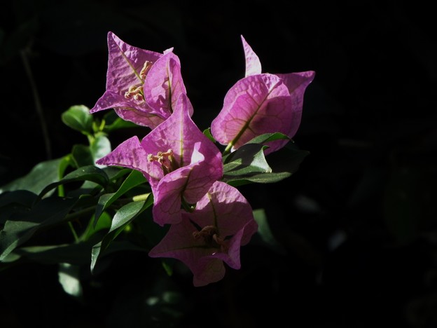 DSCF0073