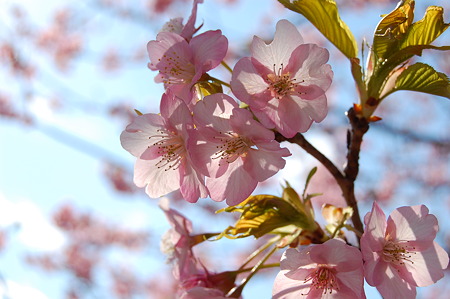 河津桜　花びらが透けて見えるほどお天気最高！