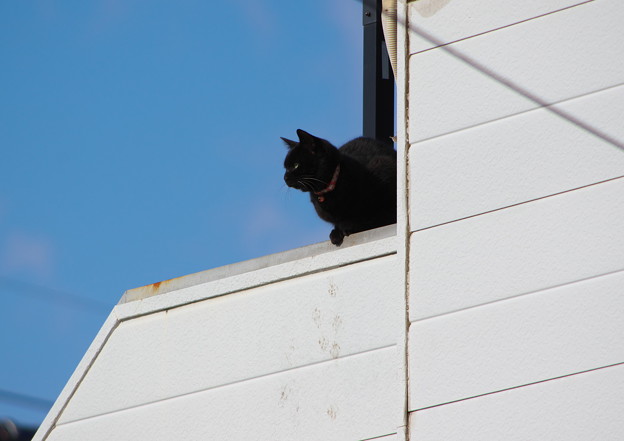 ベランダにいる黒猫ちゃん