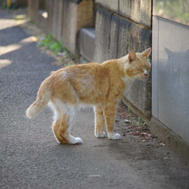 谷中霊園の猫さん
