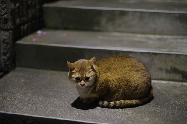 あんな猫さんも