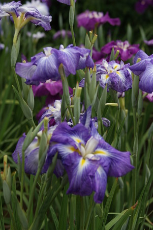 花菖蒲　遊女の姿