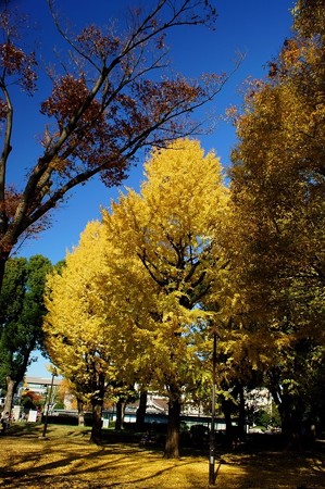 上野公園 黄金色の輝く銀杏