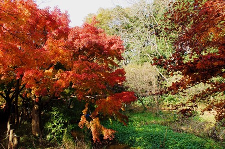 じゅんさい池緑地　程よく紅葉
