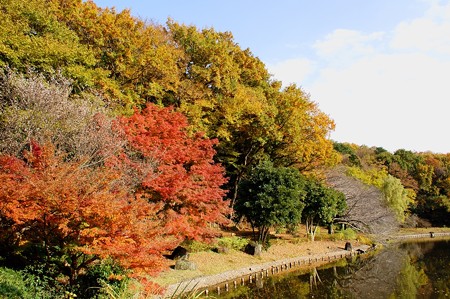 じゅんさい池緑地