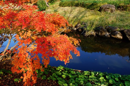 じゅんさい池緑地 紅く碧く