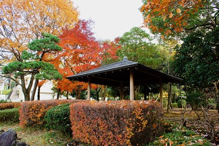じゅんさい池緑地 四阿