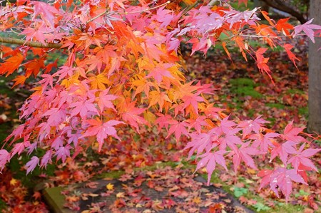 上野公園 寛永寺 清水堂の紅葉