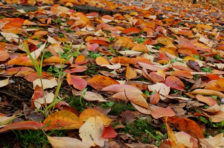 上野公園 桜の落葉は色とりどり