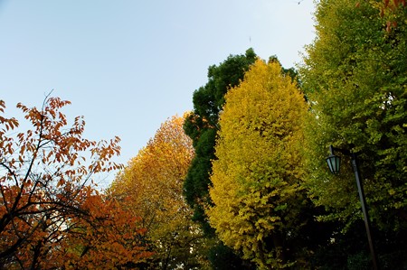 上野公園 落葉樹と常緑樹