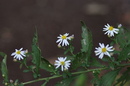 野紺菊(ノコンギク)