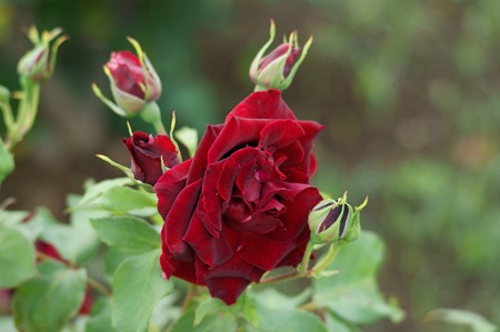 薔薇 黒真珠