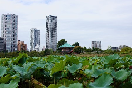 寛永寺　弁天堂