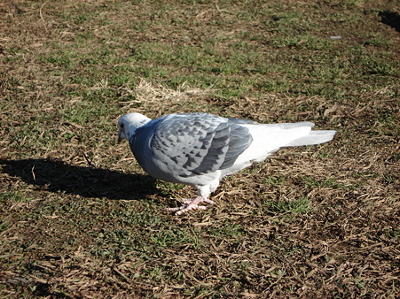 鳩（ハト）